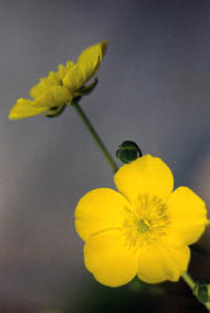 Ranunculus gramineus